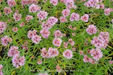 Aster novae-angliae 'Harrington´s Pink'