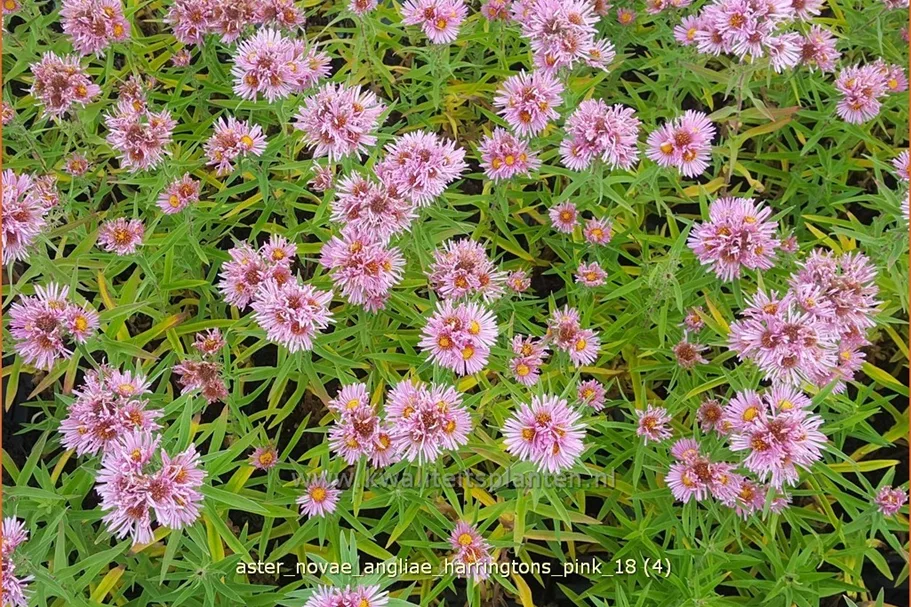 Aster novae-angliae 'Harrington´s Pink'