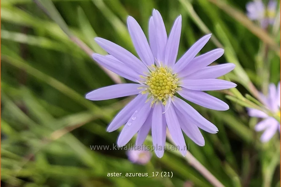 Aster azureus