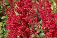 Astilbe x arendsii 'Fanal'