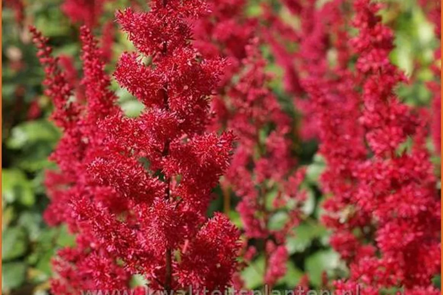 Astilbe x arendsii 'Fanal'