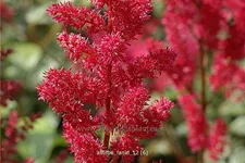 Astilbe x arendsii 'Fanal'