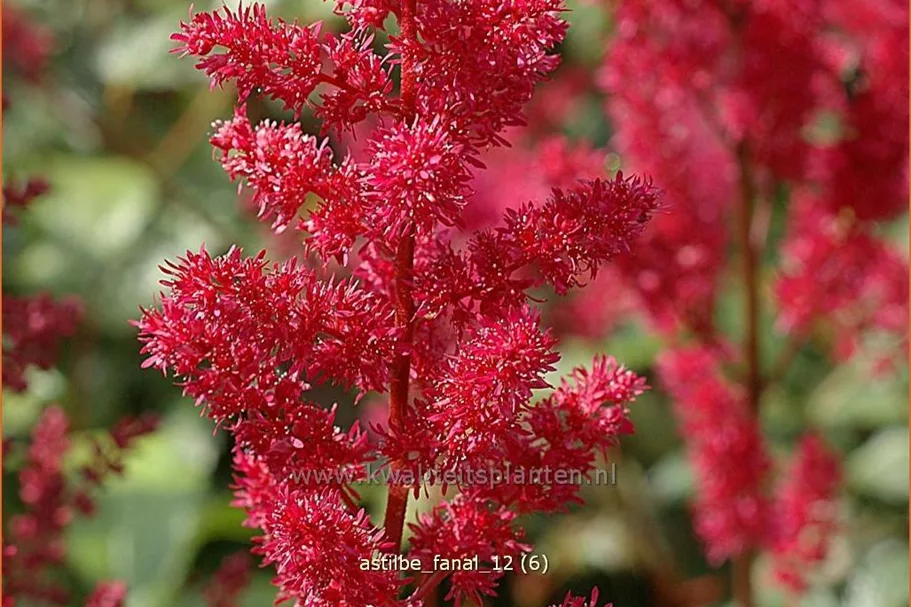 Astilbe x arendsii 'Fanal'
