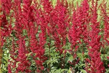 Astilbe x arendsii 'Fanal'