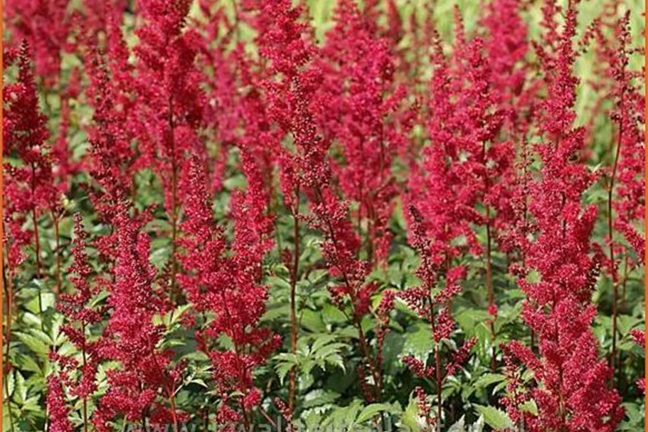 Astilbe x arendsii 'Fanal'