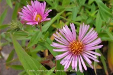 Aster novae-angliae 'Harrington´s Pink'