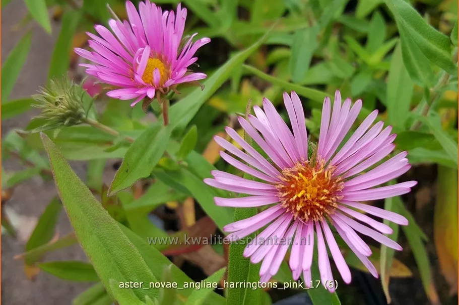 Aster novae-angliae 'Harrington´s Pink'