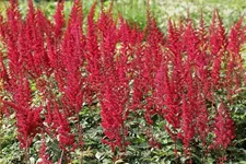 Astilbe x arendsii 'Fanal'