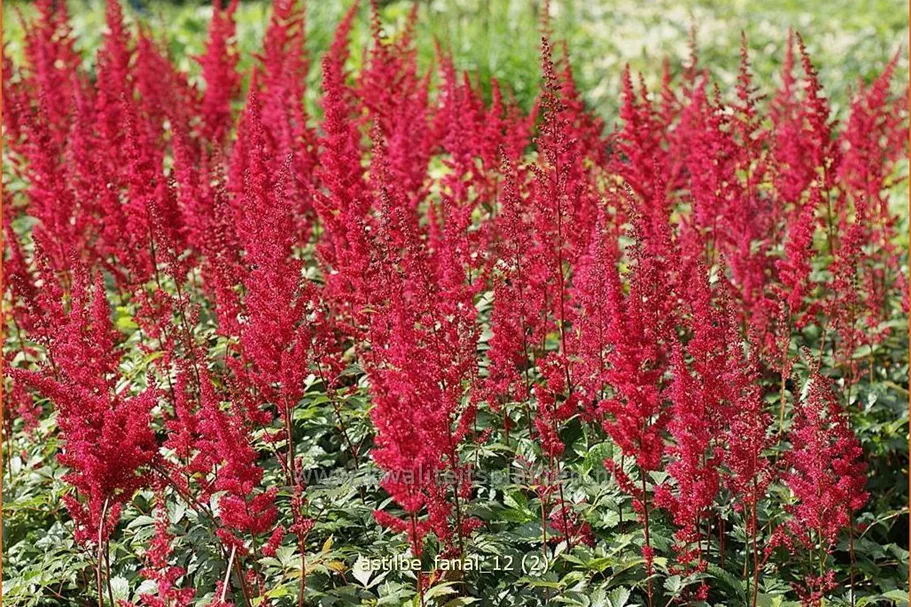 Astilbe x arendsii 'Fanal'