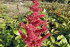 Astilbe x arendsii 'Fanal'