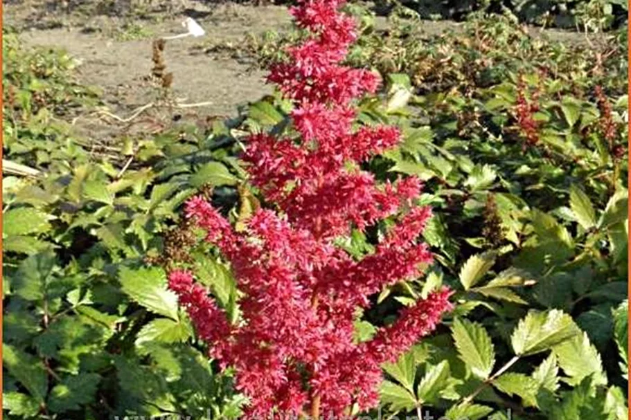 Astilbe x arendsii 'Fanal'