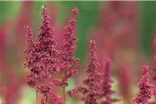Astilbe x arendsii 'Fanal'