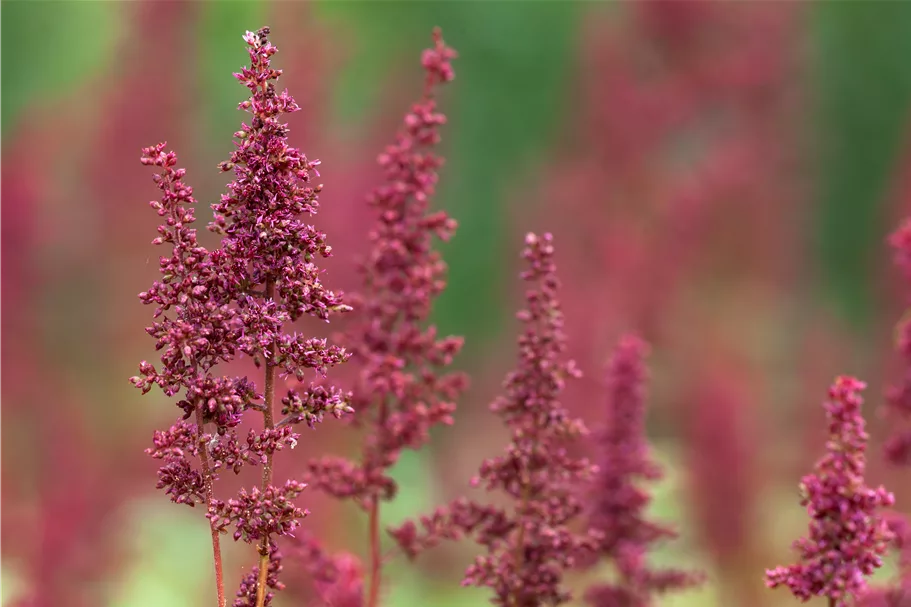 Astilbe x arendsii 'Fanal'