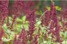 Astilbe x arendsii 'Fanal'