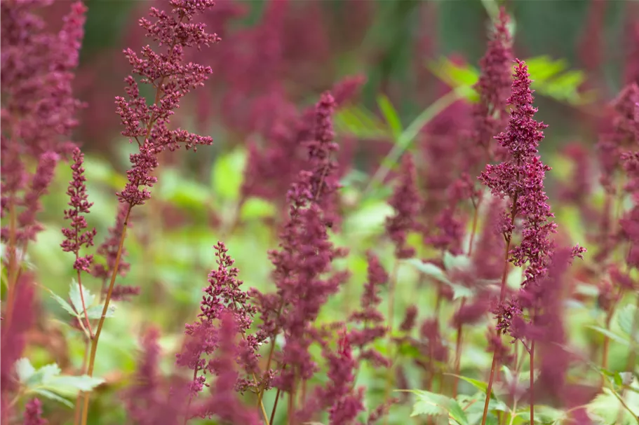 Astilbe x arendsii 'Fanal'