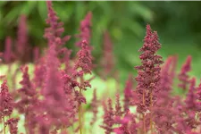Astilbe x arendsii 'Fanal'