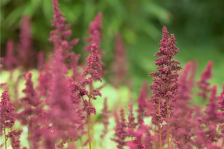 Astilbe x arendsii 'Fanal'