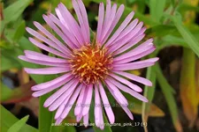 Aster novae-angliae 'Harrington´s Pink'