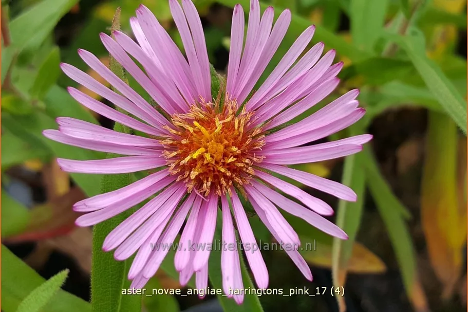 Aster novae-angliae 'Harrington´s Pink'