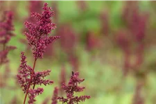 Astilbe x arendsii 'Fanal'