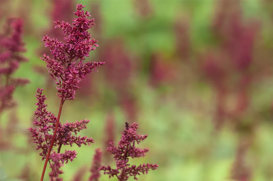 Astilbe x arendsii 'Fanal'