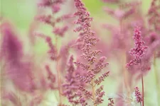 Astilbe x arendsii 'Fanal'
