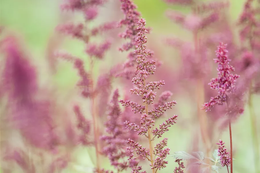 Astilbe x arendsii 'Fanal'