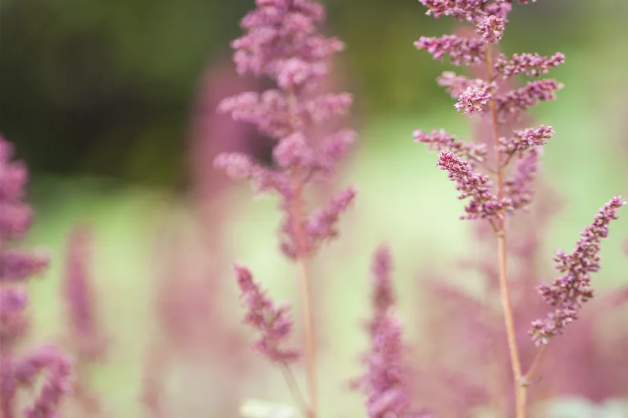 Astilbe x arendsii 'Fanal'