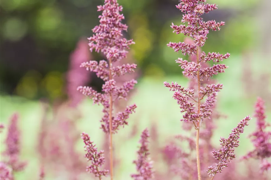 Astilbe x arendsii 'Fanal'