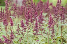 Astilbe x arendsii 'Fanal'