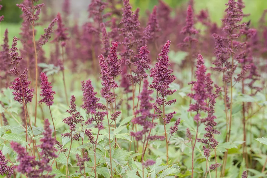 Astilbe x arendsii 'Fanal'