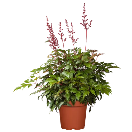 Astilbe x arendsii 'Fanal'