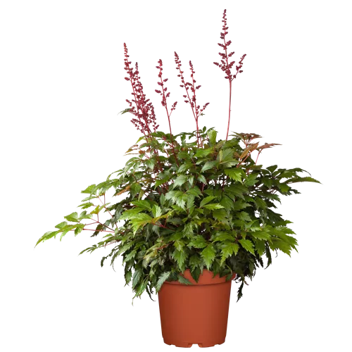 Astilbe x arendsii 'Fanal'