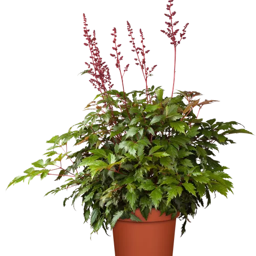 Astilbe x arendsii 'Fanal'