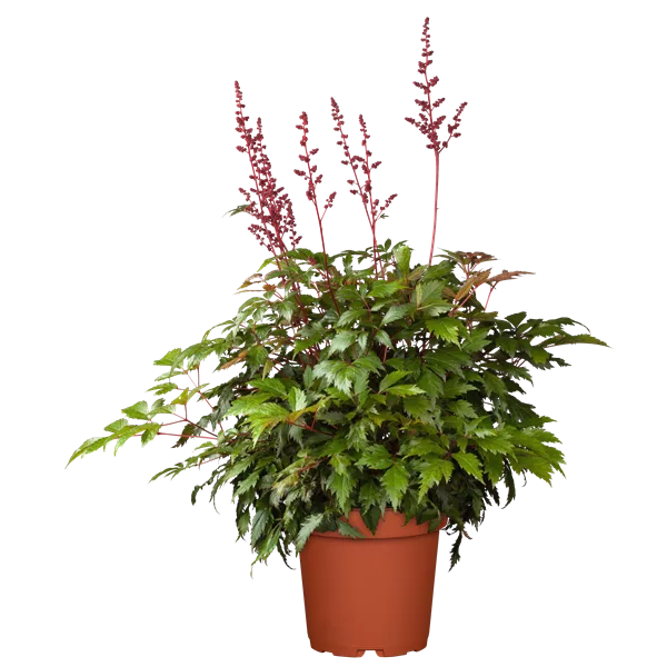 Astilbe x arendsii 'Fanal'