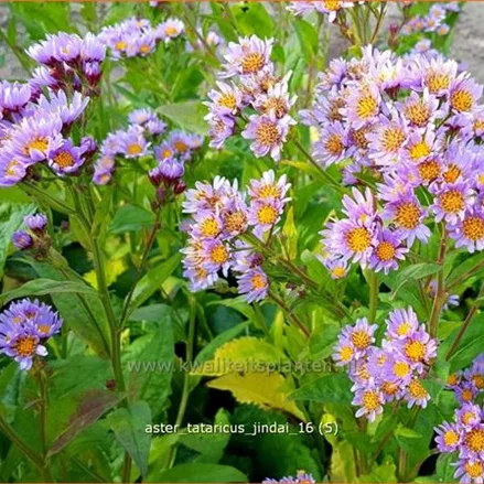 Aster tataricus 'Jindai'