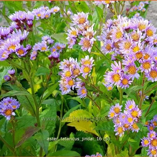 Aster tataricus 'Jindai'