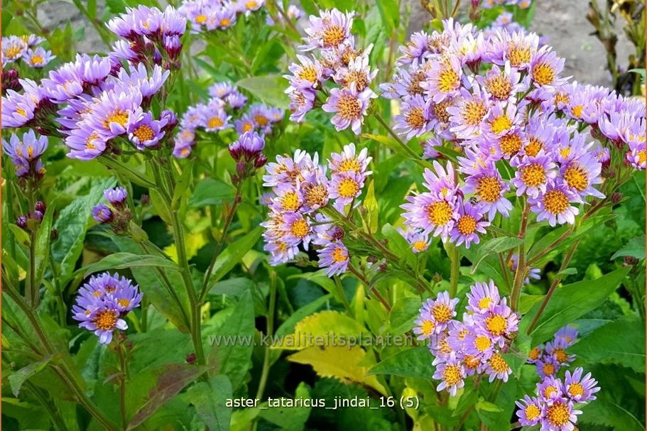 Aster tataricus 'Jindai'