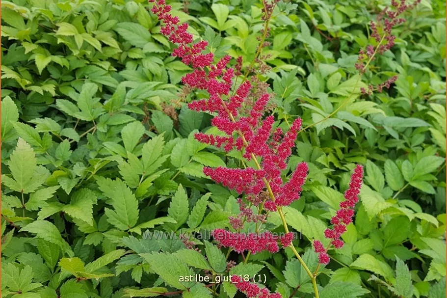 Astilbe x arendsii 'Glut'