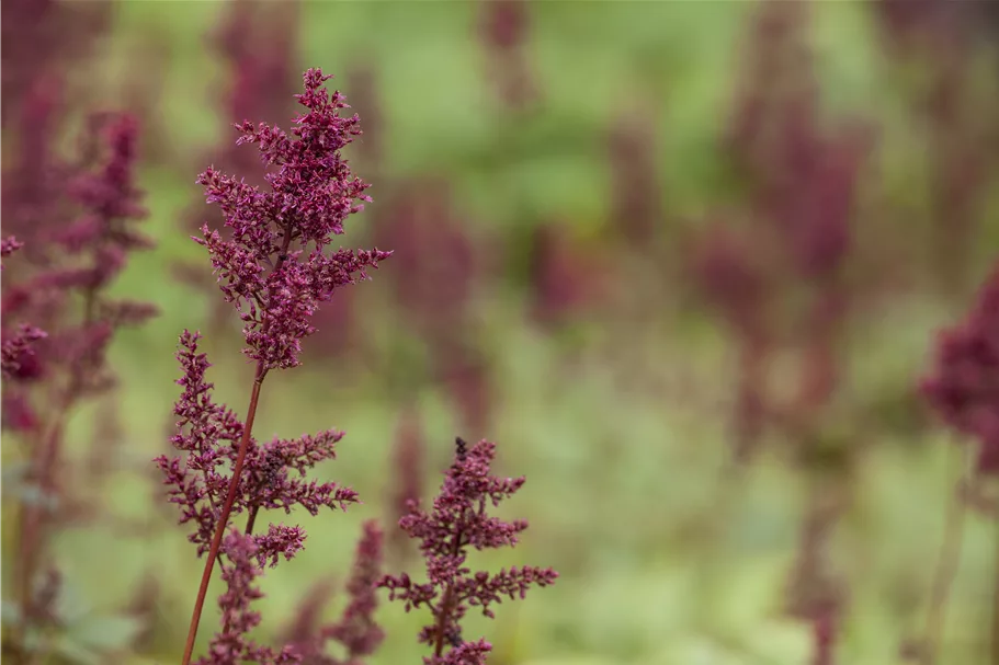 Astilbe x arendsii 'Glut'