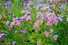 Aster tataricus 'Jindai'