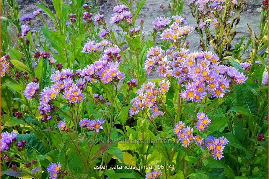 Aster tataricus 'Jindai'