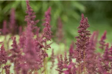 Astilbe x arendsii 'Glut'