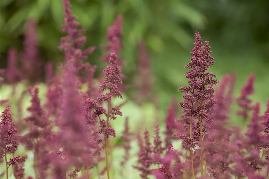 Astilbe x arendsii 'Glut'