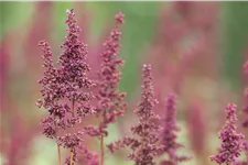 Astilbe x arendsii 'Glut'