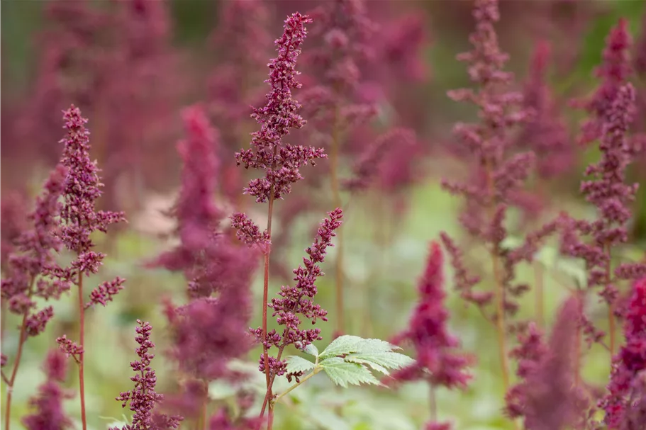Astilbe x arendsii 'Glut'