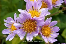 Aster tataricus 'Jindai'