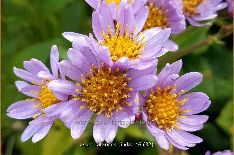 Aster tataricus 'Jindai'