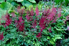 Astilbe x arendsii 'Glut'