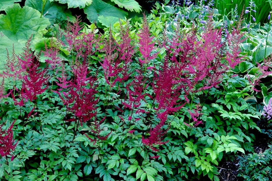 Astilbe x arendsii 'Glut'
